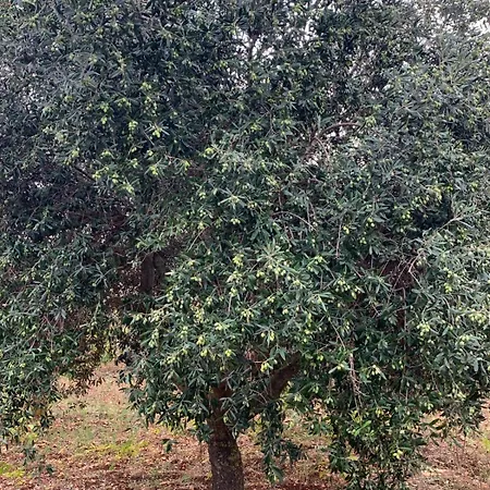 Maison d'hôtes Casolare 67 Noci