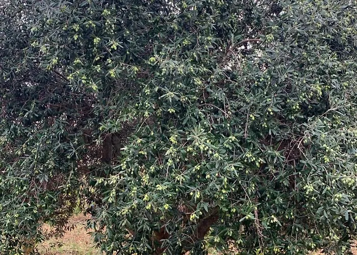 בית הארחה Casolare 67 נוצ'י